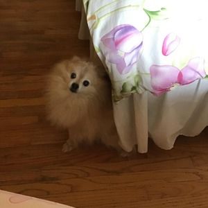 Meet your Posher, Lilly